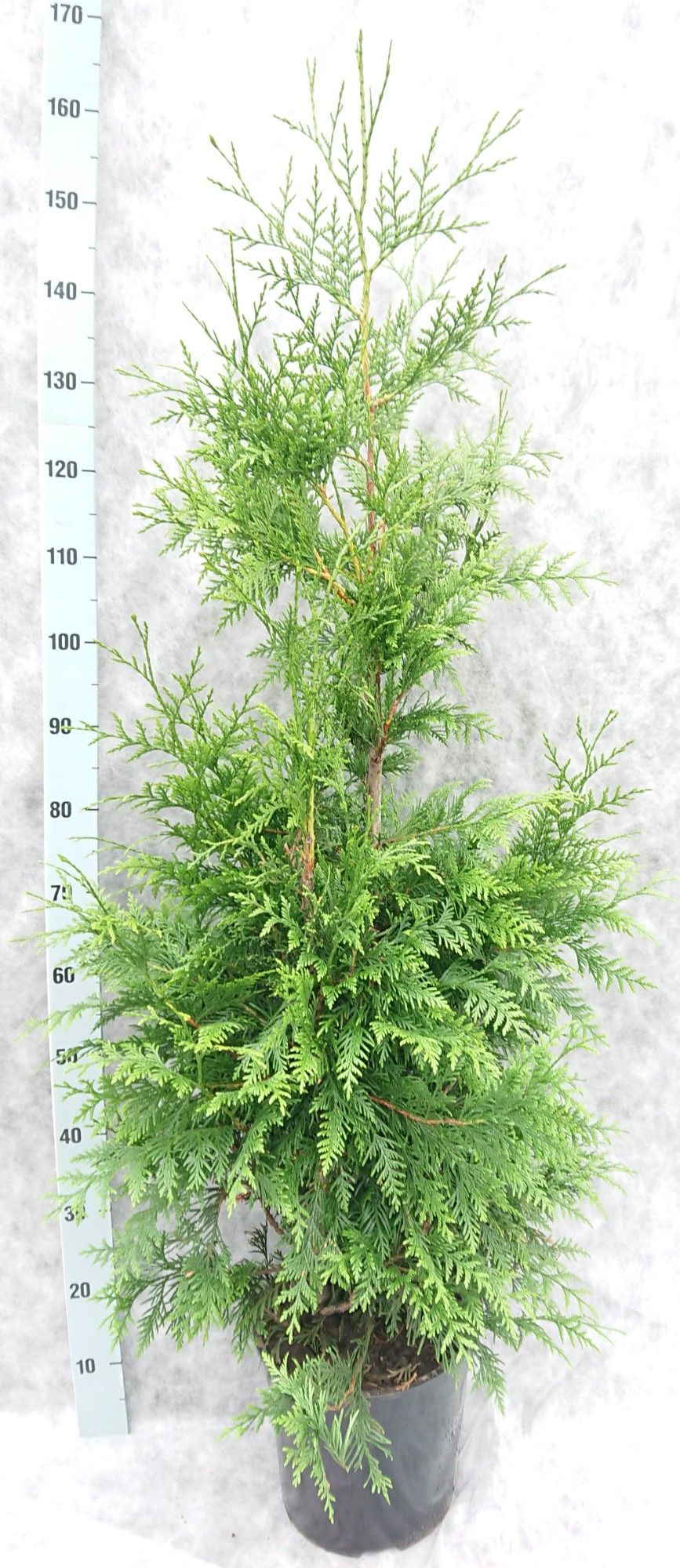 Thuja pl. Excelsa 150, D 27 cm
