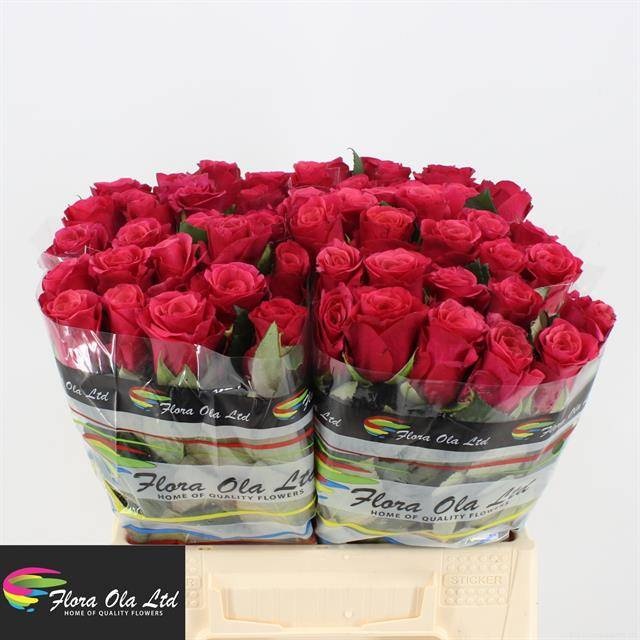 Роза од. Такази+ 40, шт.