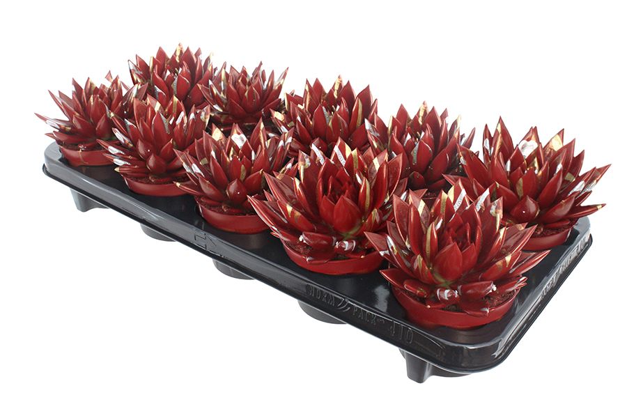 Miranda coloured Splash Xmas red, D 10,5