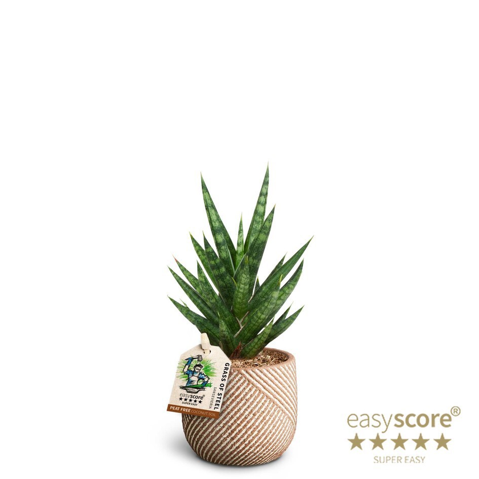 SANSEVIERIA TRIFASCIATA 40632842 Grove 'FRANCISII', D 7 cm SANSEVIERIA TRIFASCIATA 40632842 Grove 'FRANCISII', D 7 cm