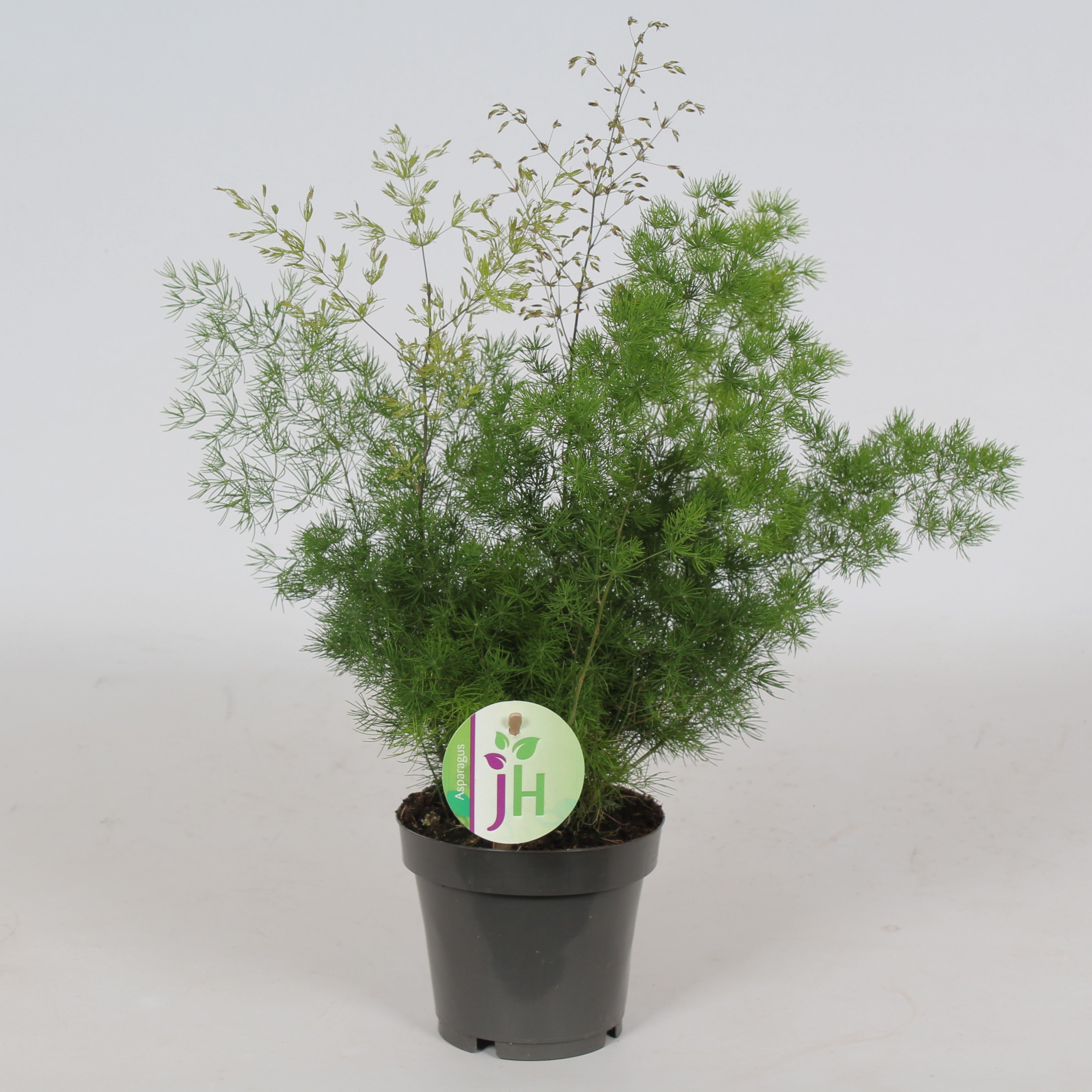 Asparagus 'Myriocladus', D 12