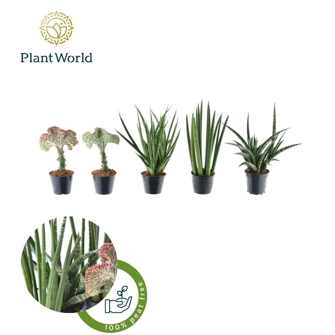 Sansevieria Mix Simpson P10,5, D 10,5 cm