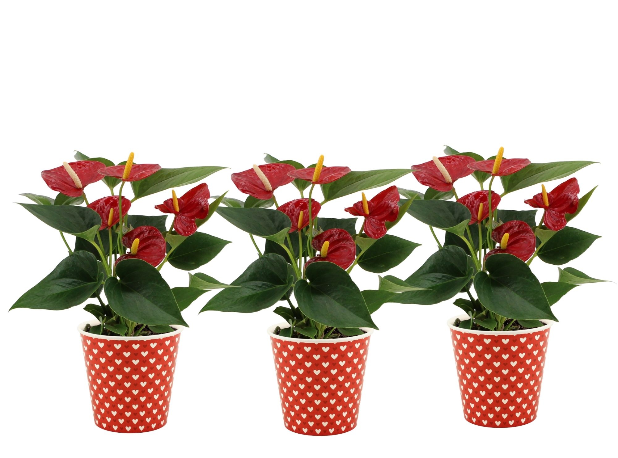 Anthurium Diamond Red in Heart smartcup, D 9 cm