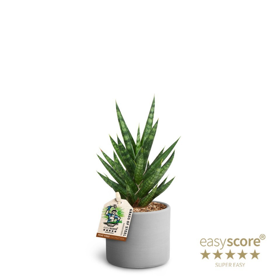 SANSEVIERIA TRIFASCIATA 40632854 Raw Grey 'FRANCISII', D 7 cm