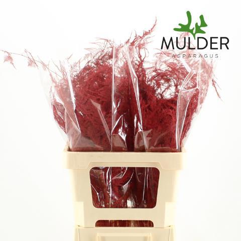 Аспарагус Овериг Крашеный (краш. ) 50, шт.