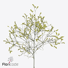 Лимониум Чайна Лемон 70, шт.