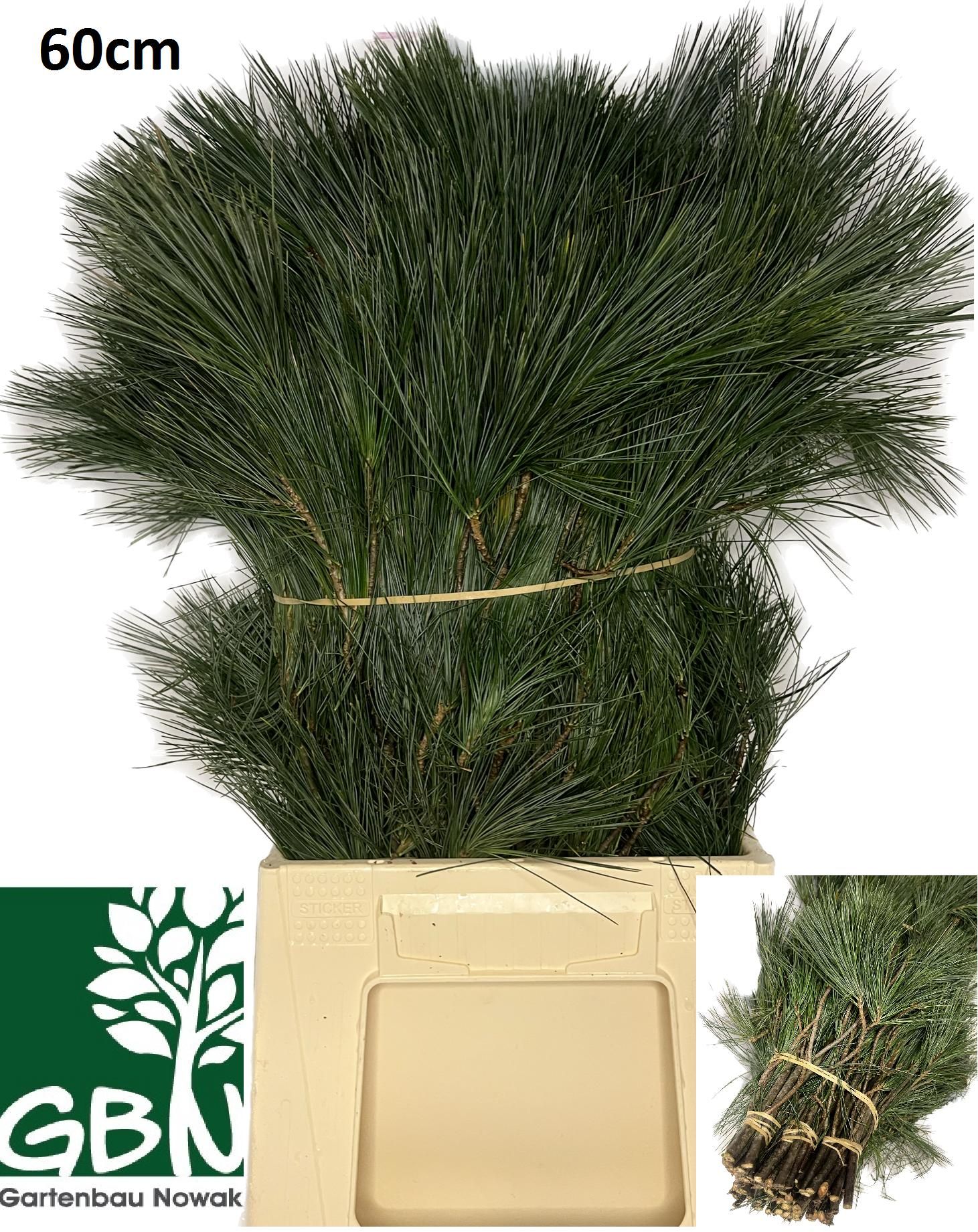 Пинус Стробус 60, шт.