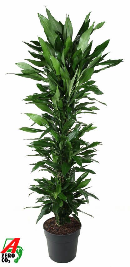 Dracaena Janet Lind vertakt P34, D 34