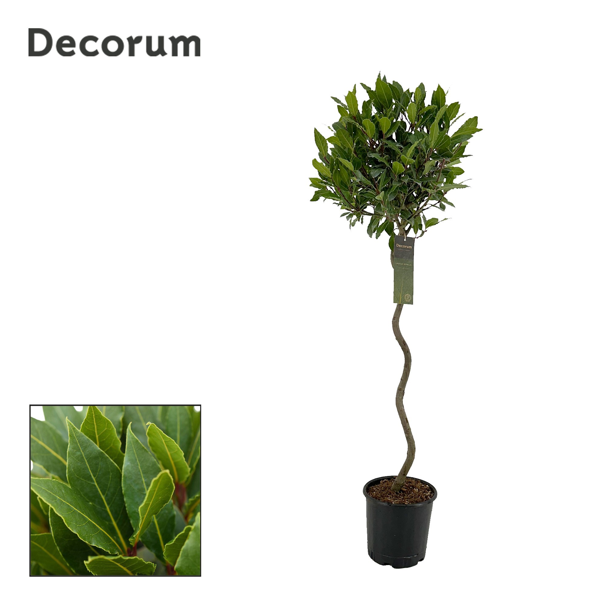 Laurus nobilis Spiraal stam, D 20 cm