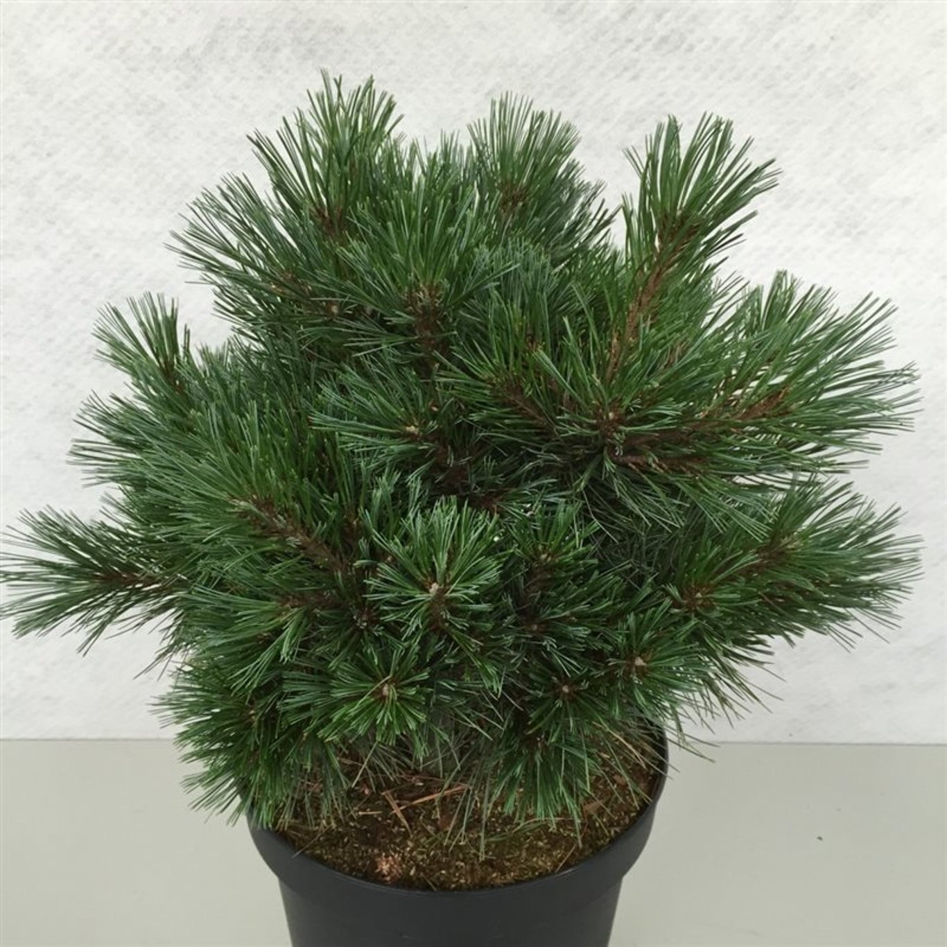 Pinus strobus 'Krüger's Lilliput', D 26 cm