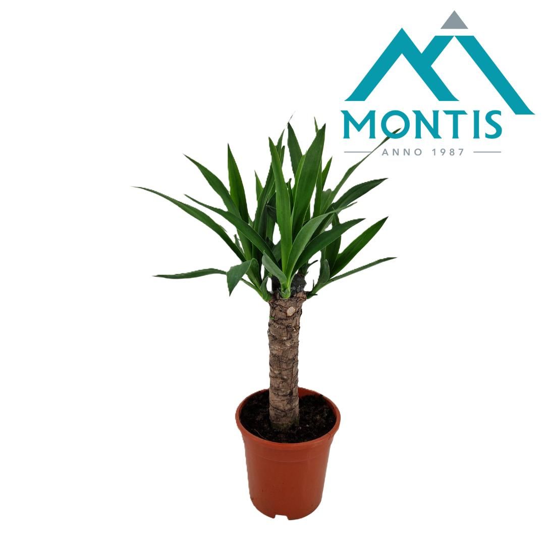 Yucca elephantipes stam 17 cm, D 17