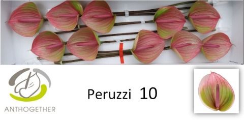 Антуриум Перуччи x10, шт. Антуриум Перуччи x10, шт.