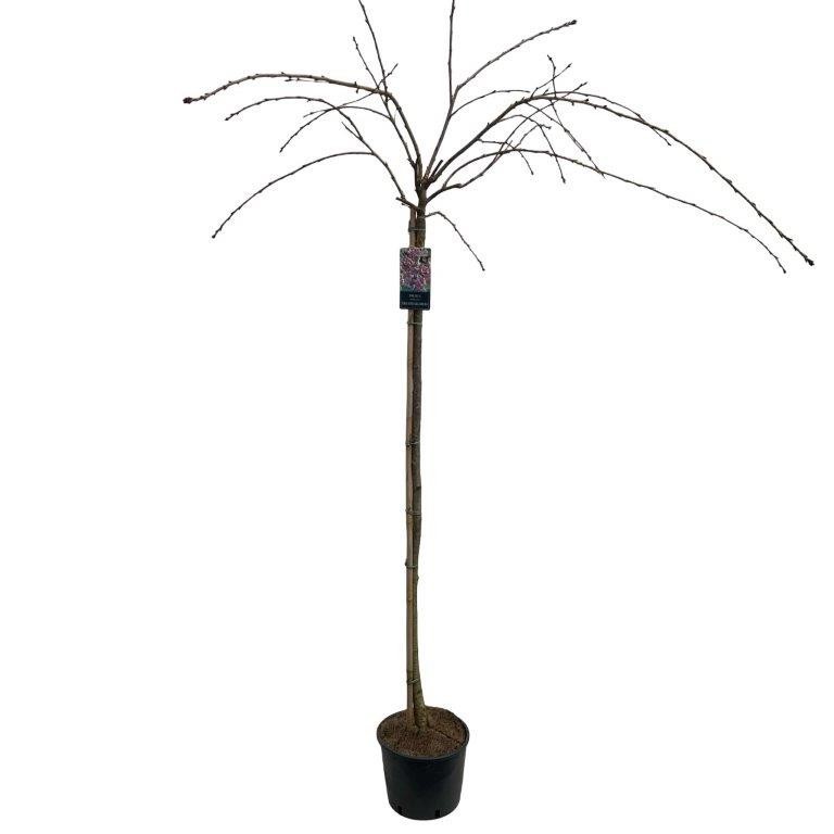 Prunus serr. 'Kiku-Shidare' Stam 150cm, D 27