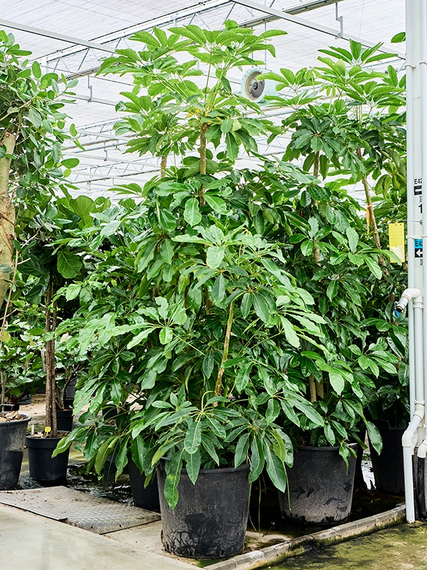 Schefflera actinophylla 'Amate', D 60