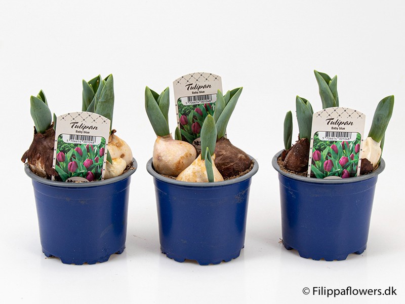 TULIPA FERGANICA 'Baby blue', D 10