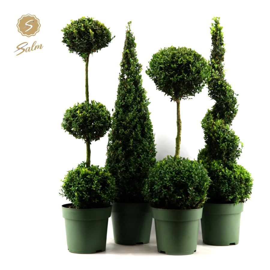 Buxus semp. Special Models XXL Mix Shelf P27, D 27