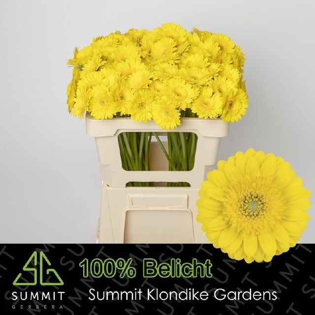 Гермини Морено, шт.