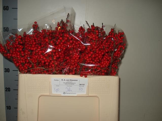 Илекс Красные ягоды 50, шт.