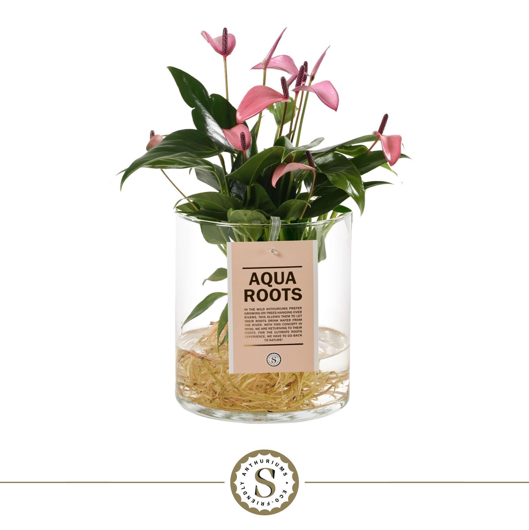 Aqua Roots Cilinder Straight - Zizou, D 12