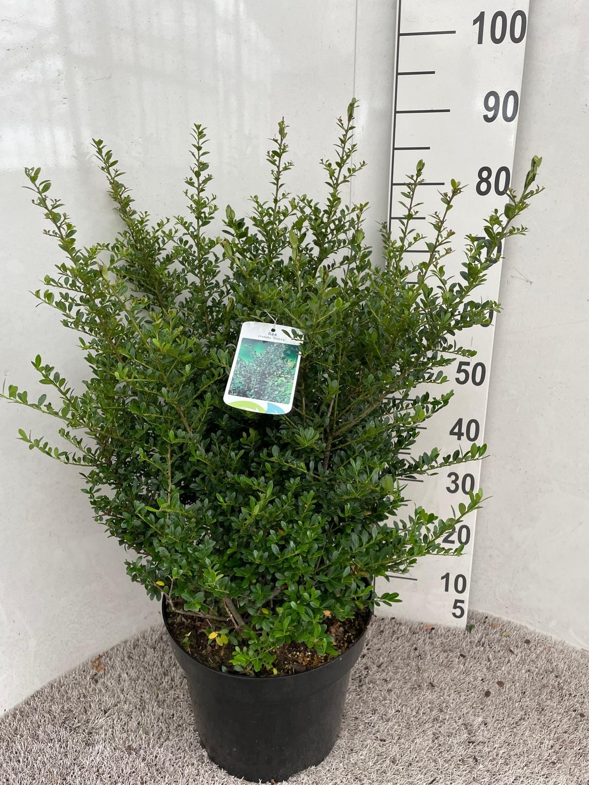Ilex crenata Stokes 80 cm struik P30, D 30 cm
