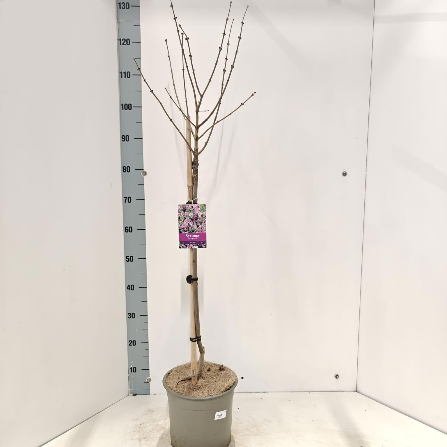Syringa mey. 'Palibin' -- stam 60 cm, D 23