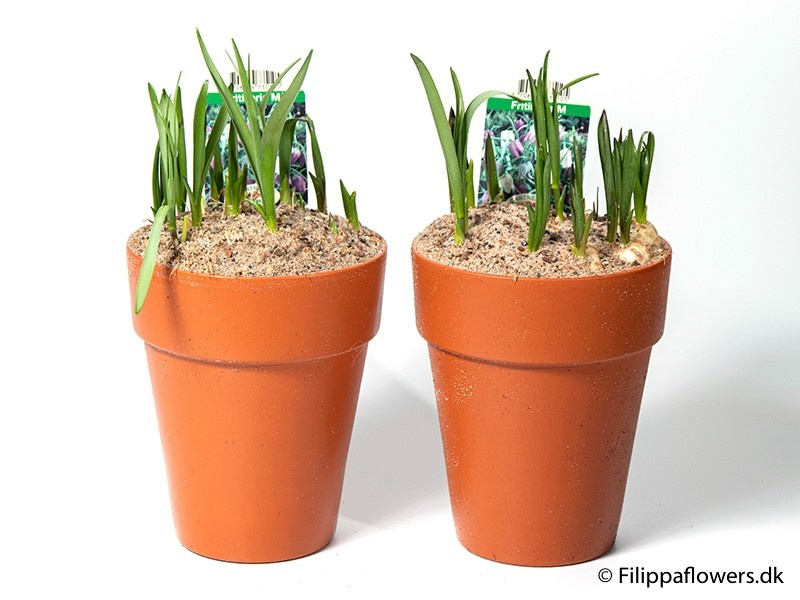 FRITILLARIA MELEAGRIS, D 15