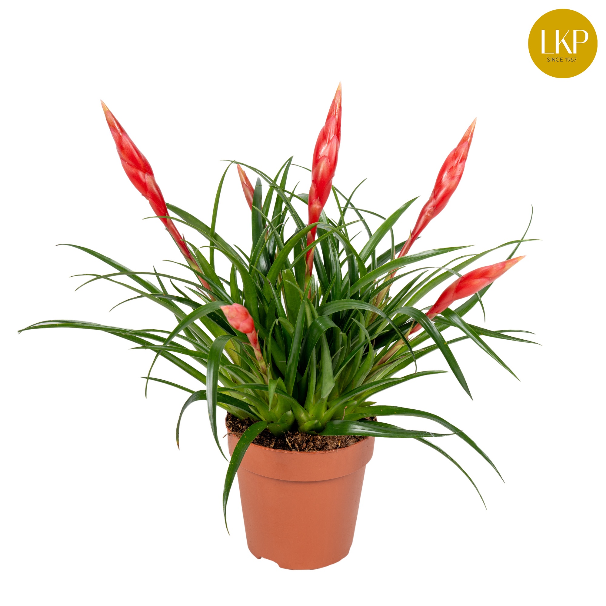 Vriesea Multiflower Astrid Rood (Zonder Hoes), D 12