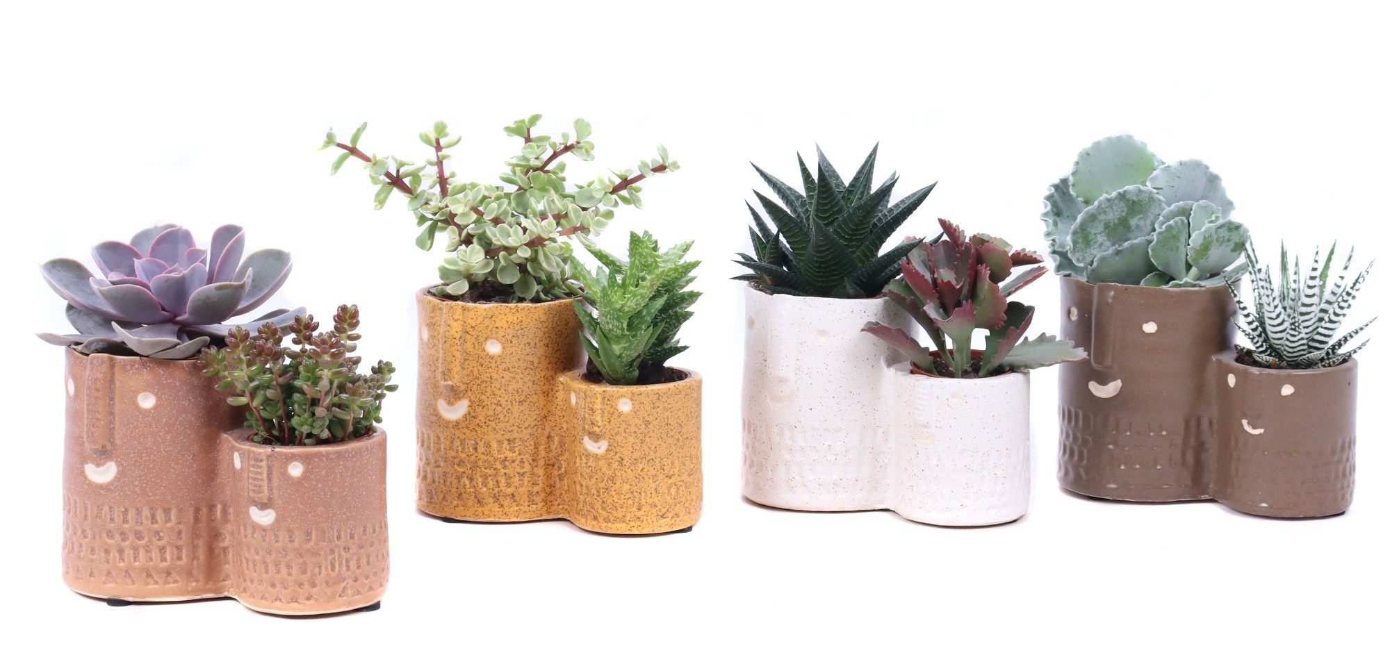 Succulent mix 5,5 cm en 8,5 cm in Zamora sierpot, D 12 cm