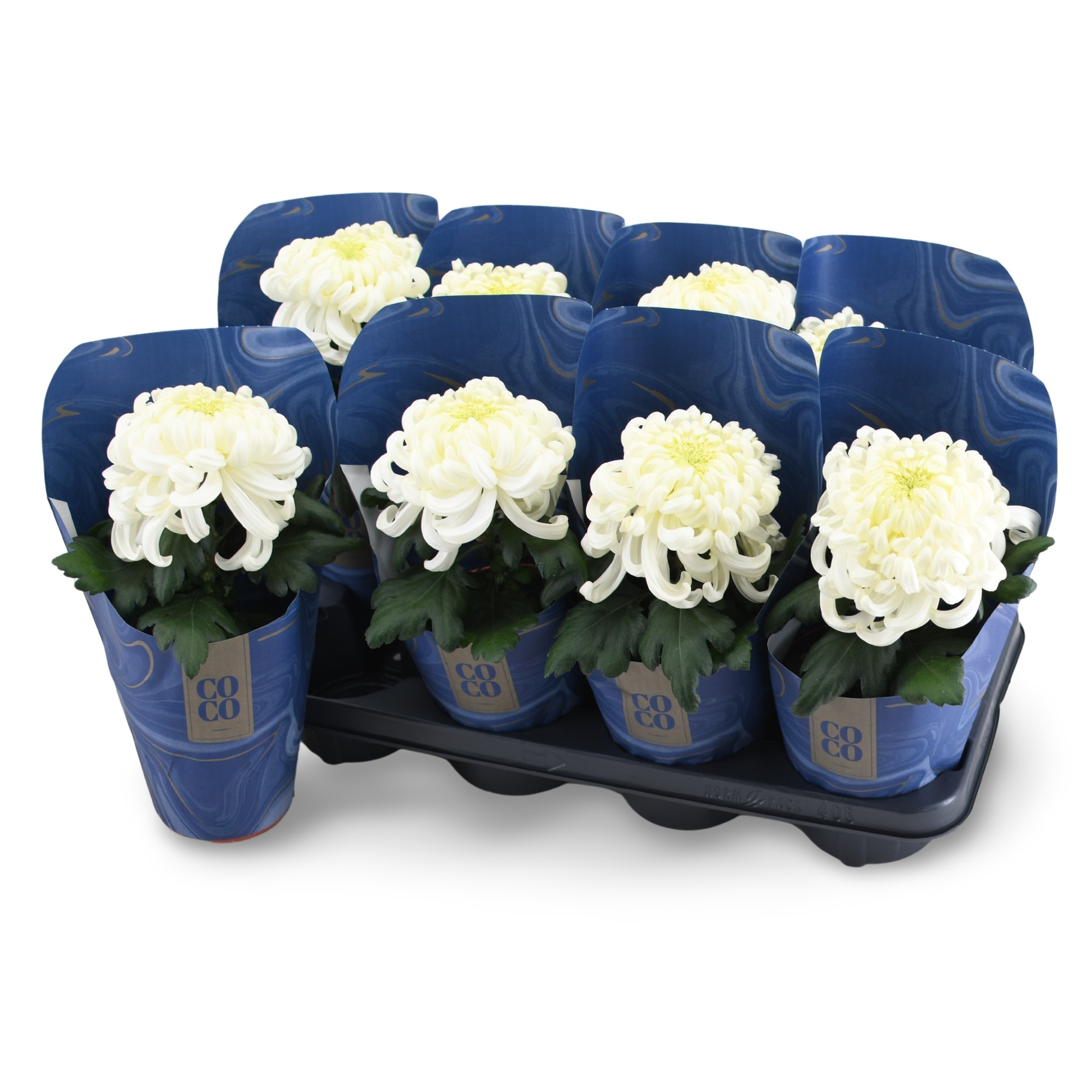 Chrysanne CoCo White, D 13