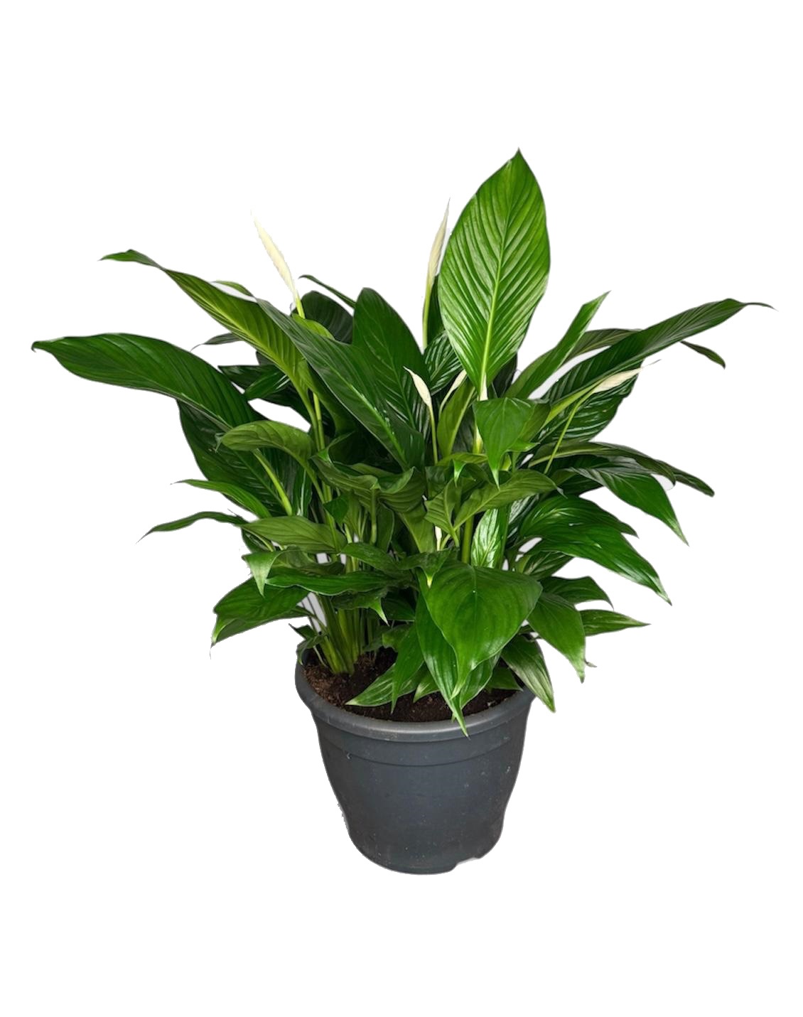 Spathiphyllum Bingo Cupido 32cm, D 32