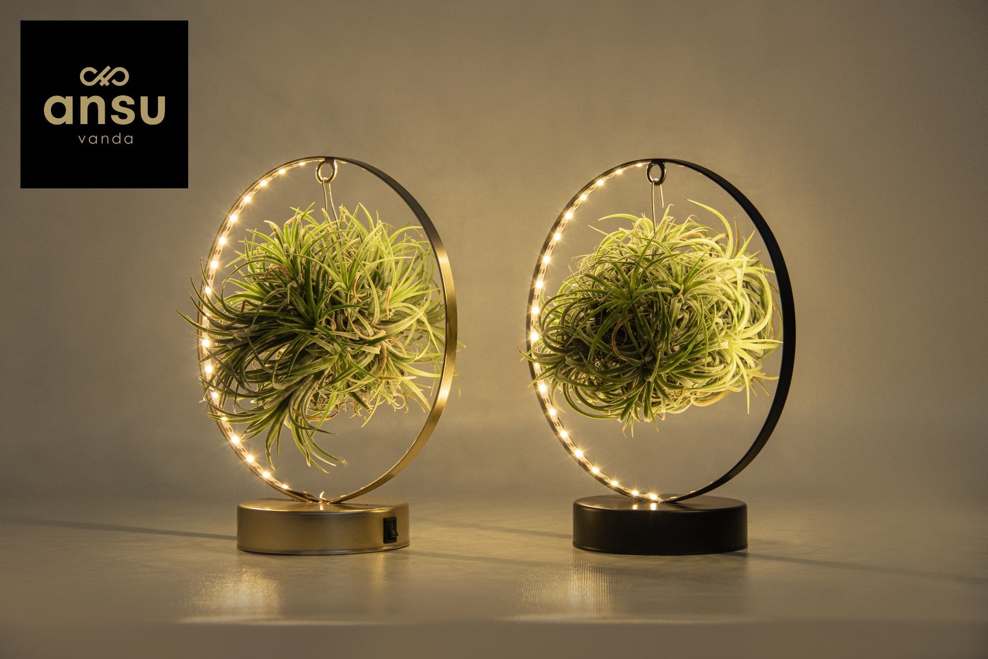 Tillandsia Led Edition, D 11