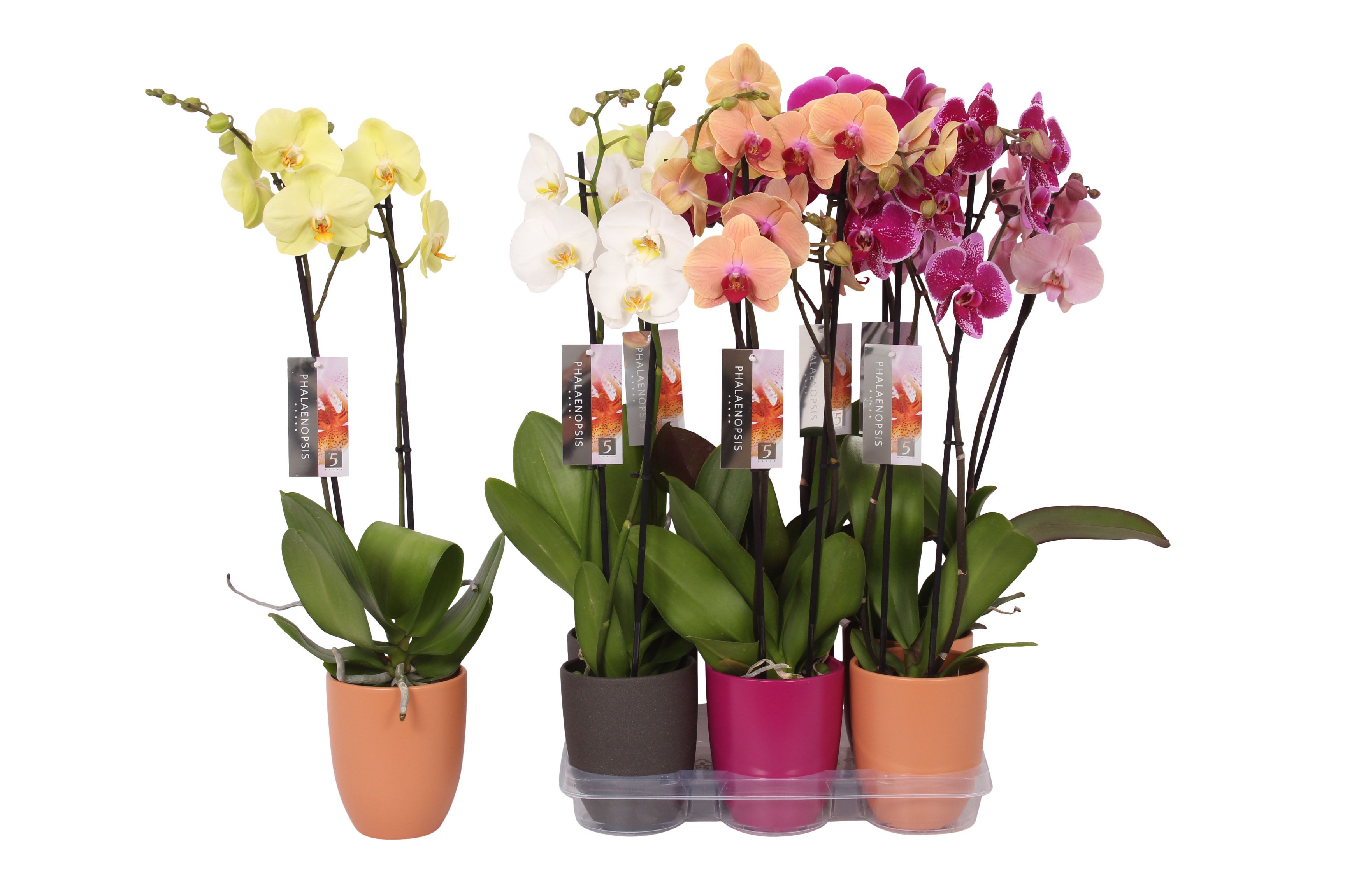 Phalaenopsis mix, 2-spike Anthracite, Purple and Orange Ceramics, D 12