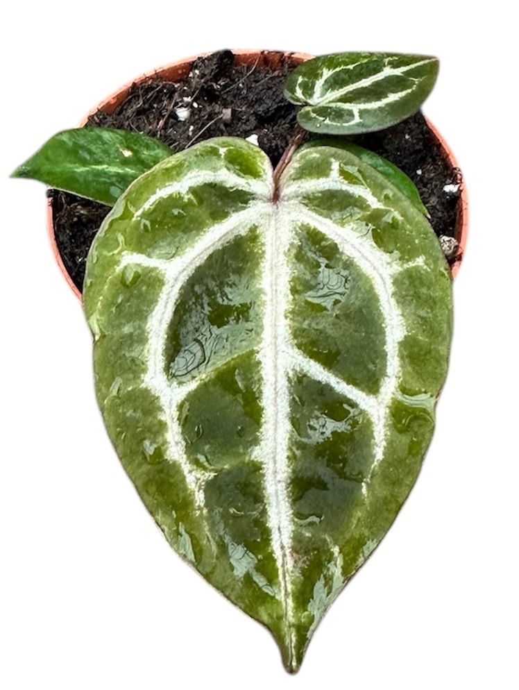 Anthurium Red Crystallinum, D 8 cm Anthurium Red Crystallinum, D 8 cm