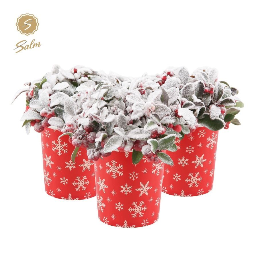 Gaultheria pr. 'Big Berry'® P10 in Cup X-mas Deco + Snow, D 10 cm