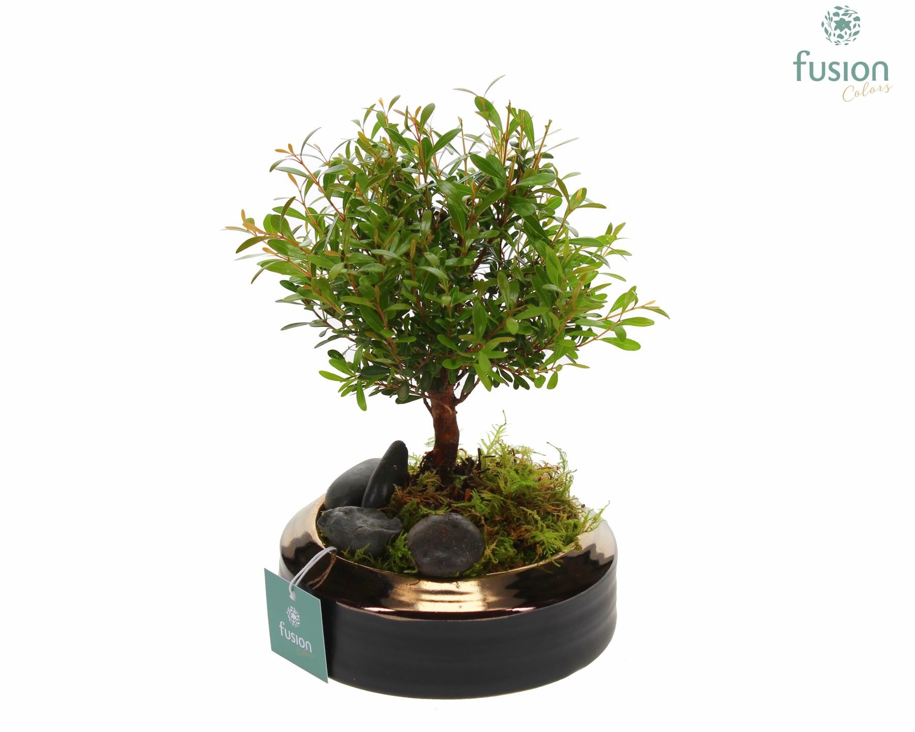Schaal keramiek brons Small met Bonsai, D 15