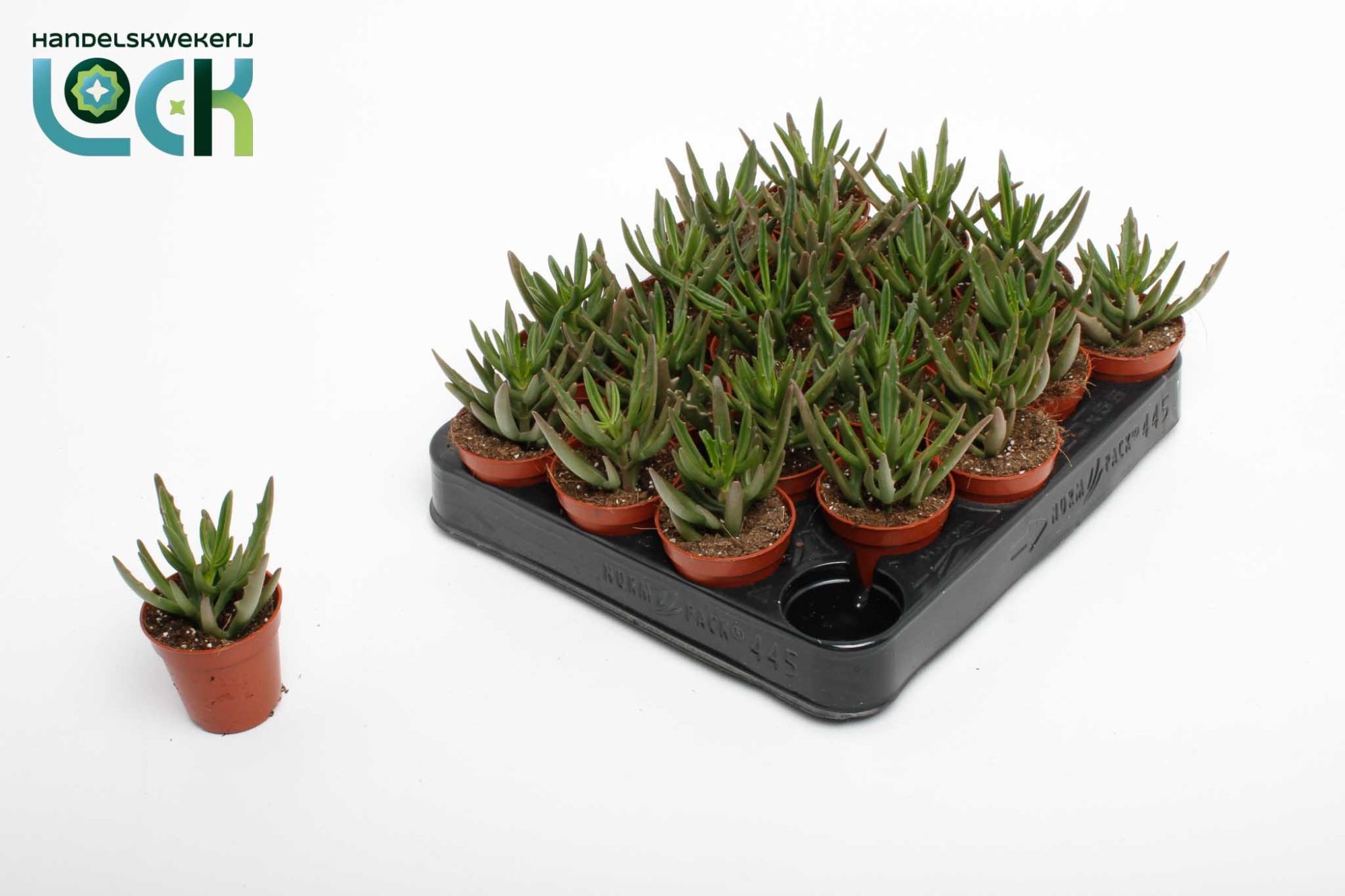 Kalanchoe Spider Green, D 5,5