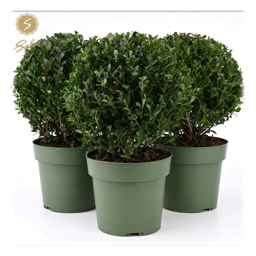 Ilex crenata 'Jenny'® Ball Ø20cm P17, D 17