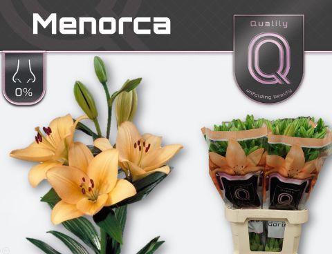 Лилия Менорка 90, шт. Лилия Менорка 90, шт.