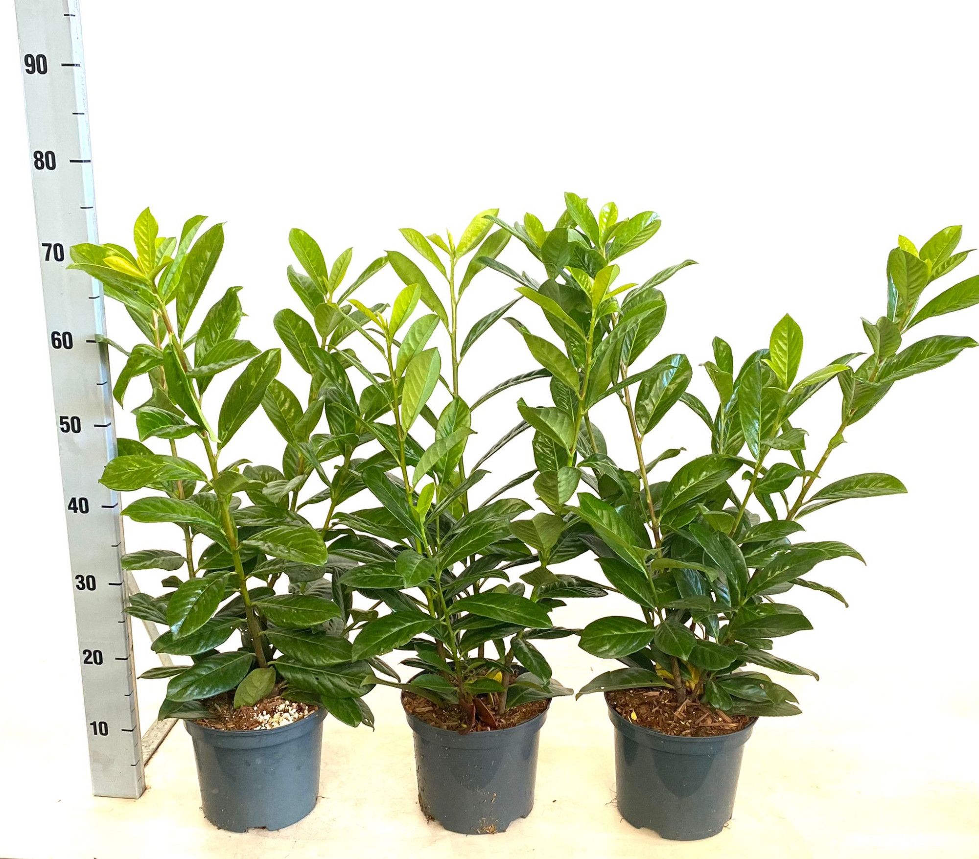 Prunus laurocerasus 'Novita', D 19 cm