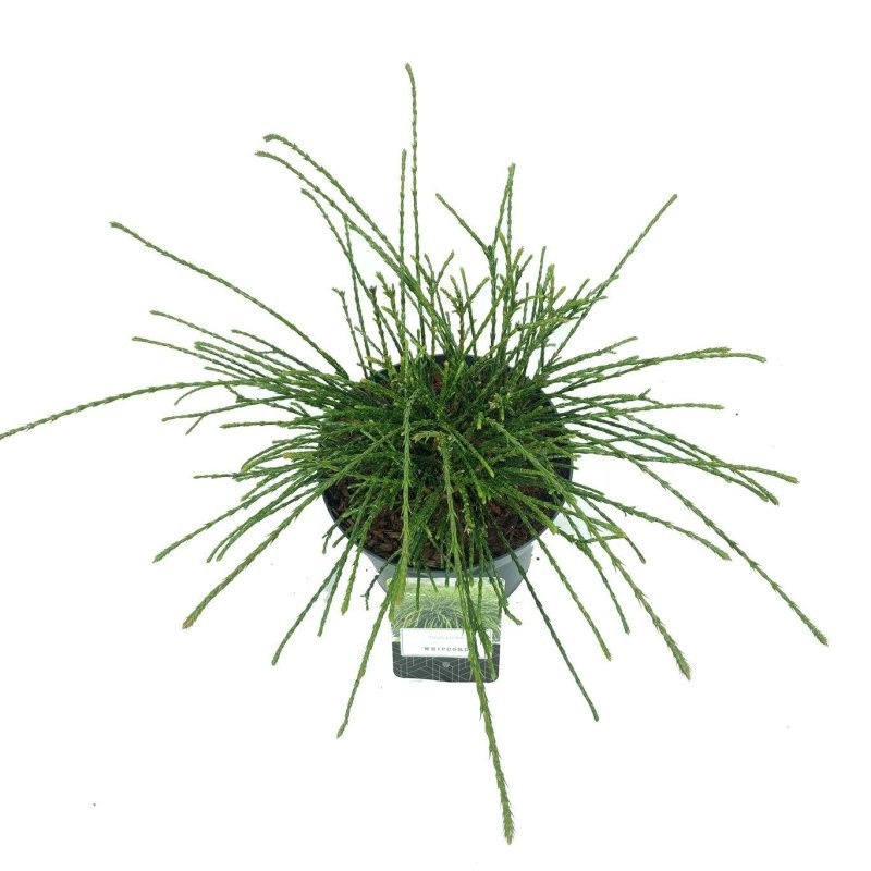 Thuja pl. 'Whipcord', D 18