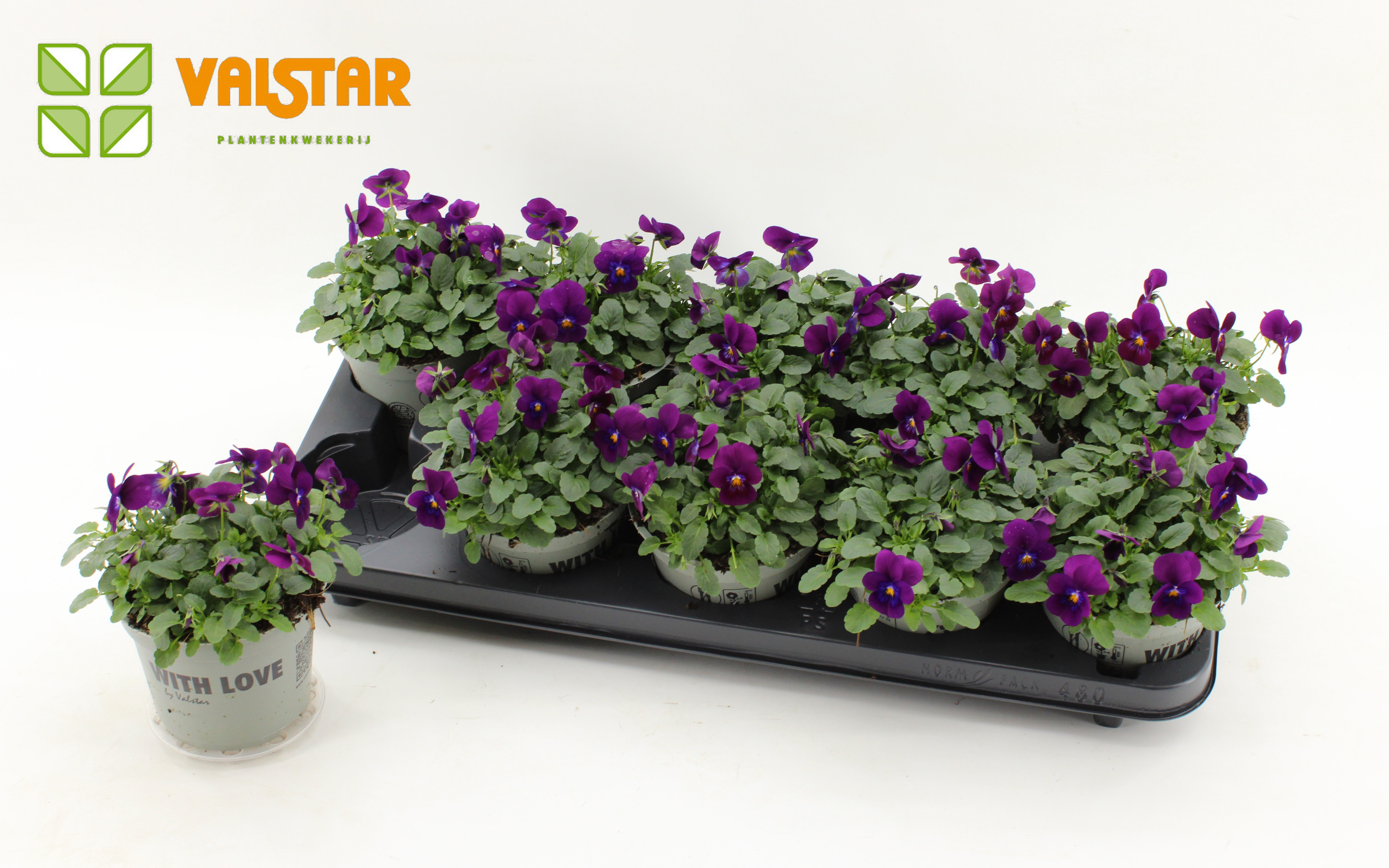 VIOLA CORNUTA DELTINI VIOLET, D 12