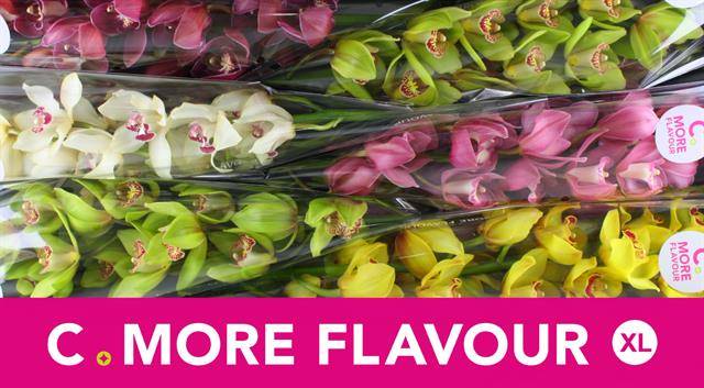 Цимбидиум Микс 80 x6, шт.