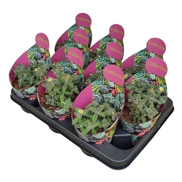 DELOSPERMA ECHINATUM -POT Ø 10,5-COLLECTION WITH POTCOVER (SUCCULENTEN), D 10,5