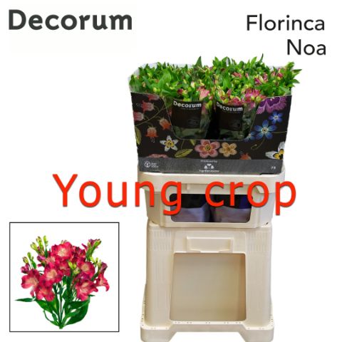 Альстромерия Ноа (розово-зел.), шт.