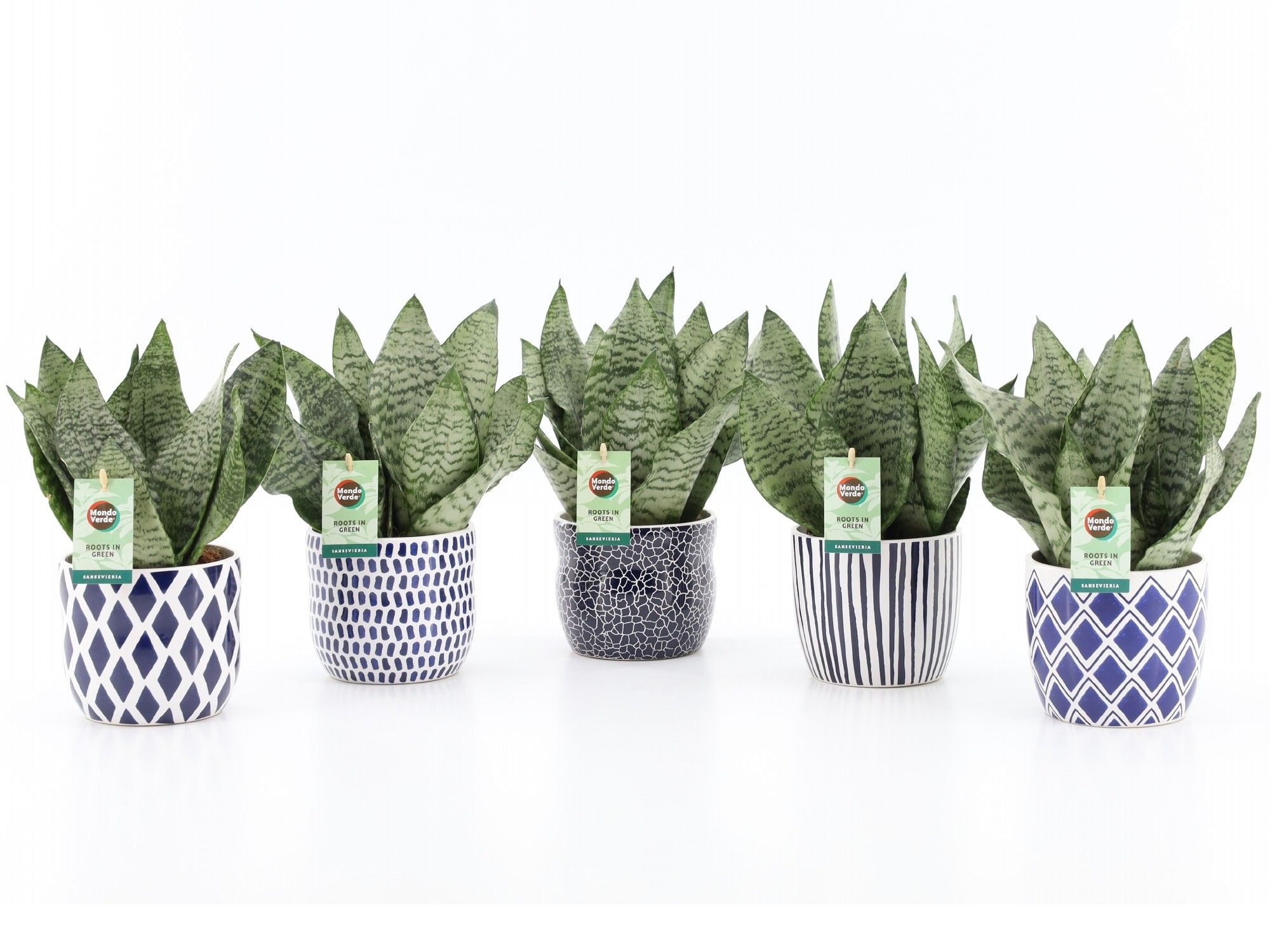 Sansevieria Black Coral in Delft Blue keramiek, D 13