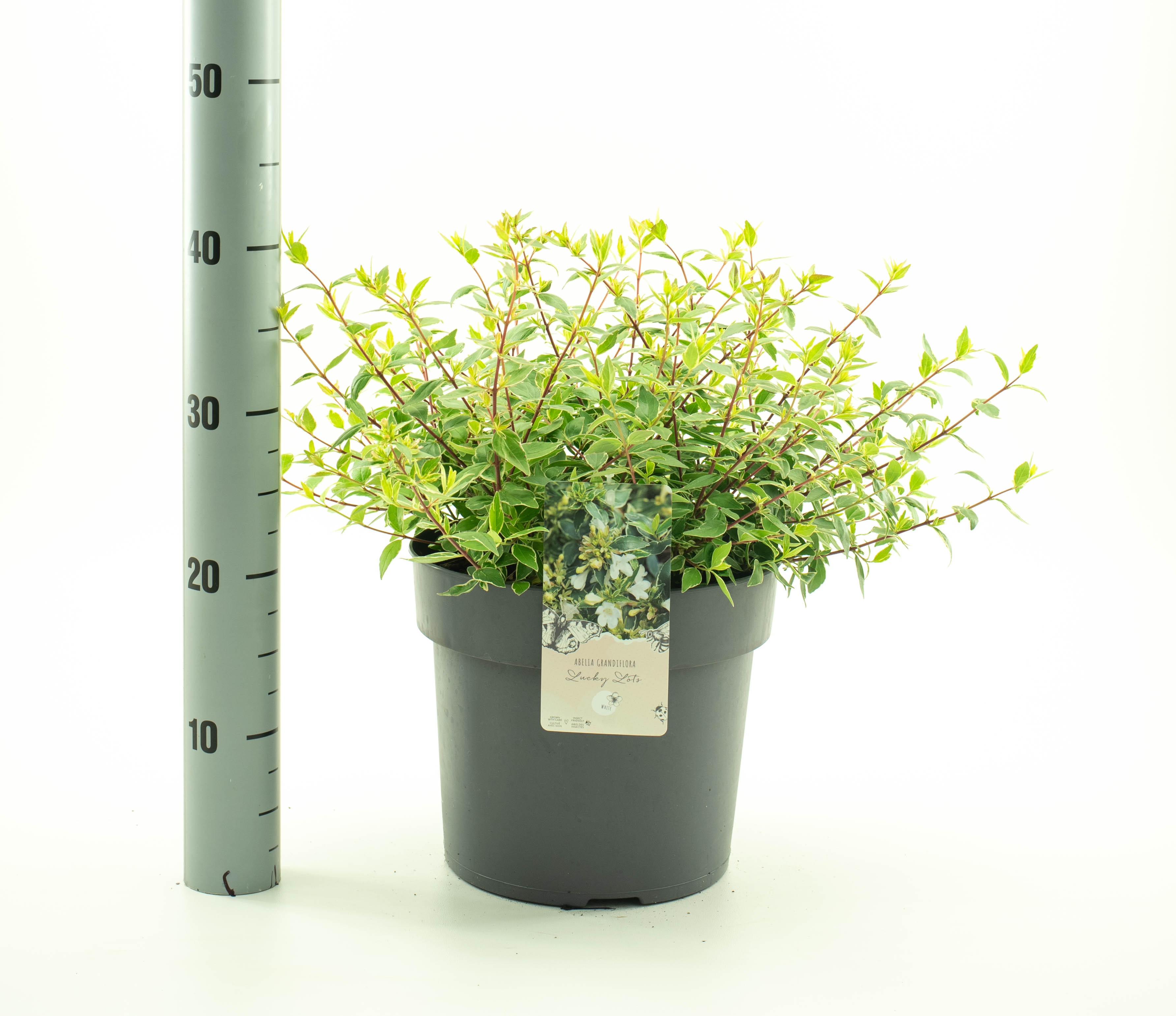 Abelia grand. 'Lucky Lots', D 26