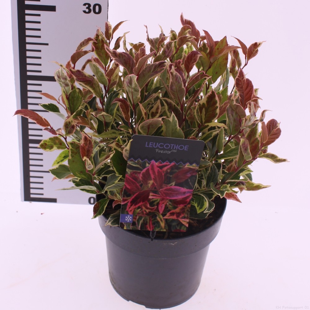 Leucothoe 'Firestar' PBR, D 17 cm