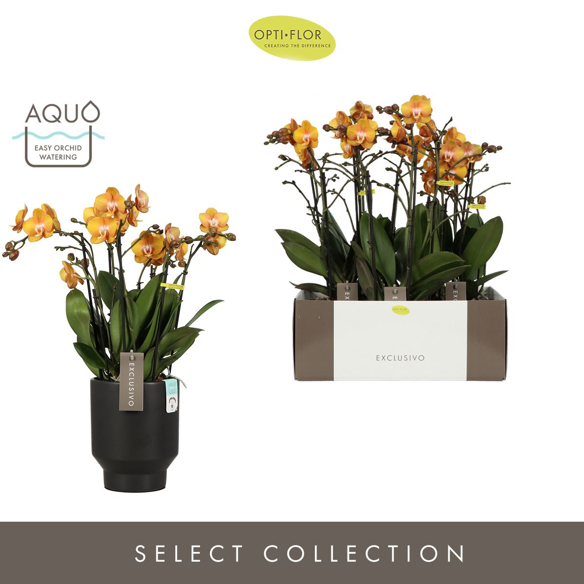 Exclusivo Las Vegas Gold 4 spike in Emilia Dark Brown Aquo, D 15 cm