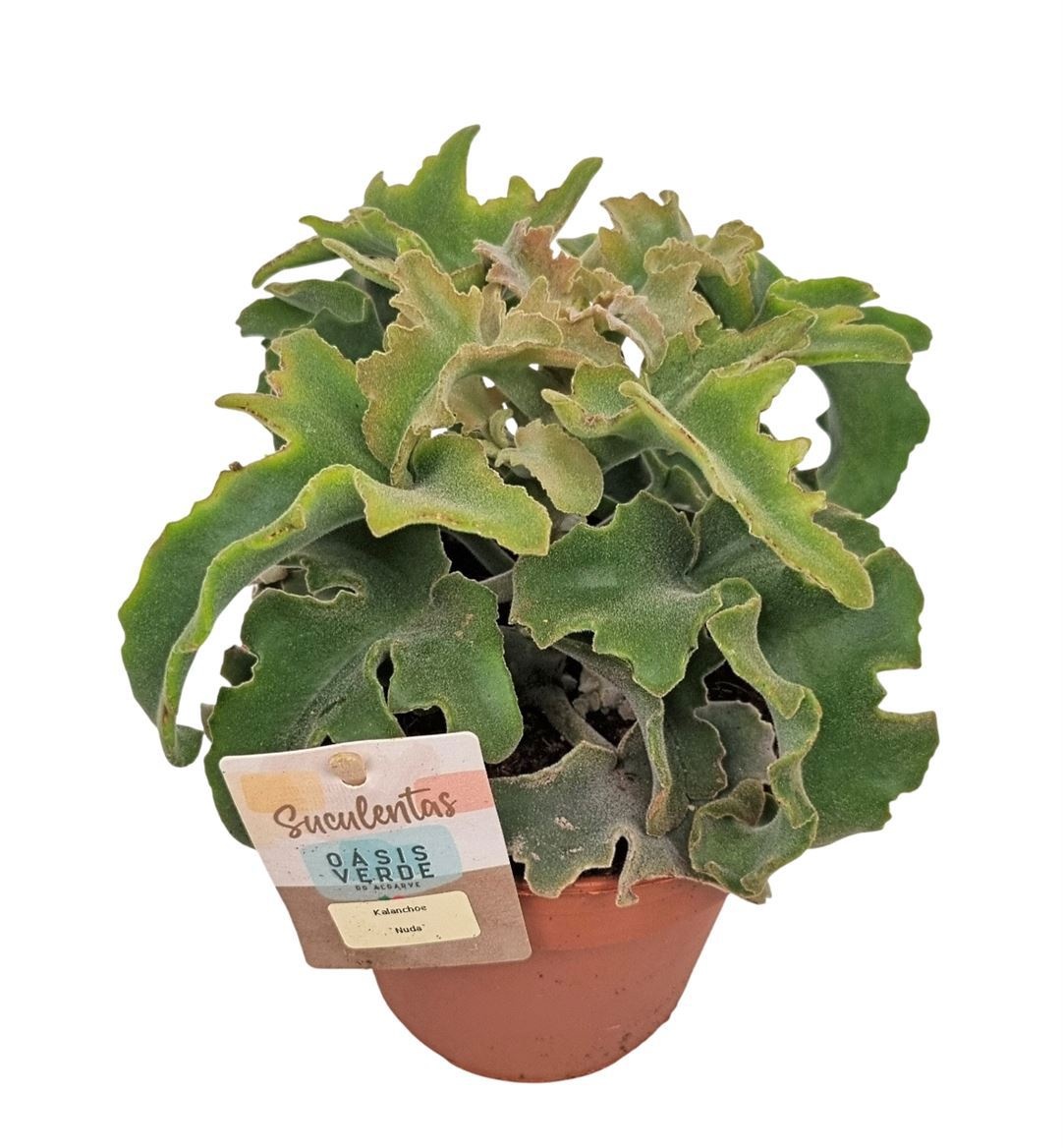 Kalanchoe Nuda - 1154, D 14