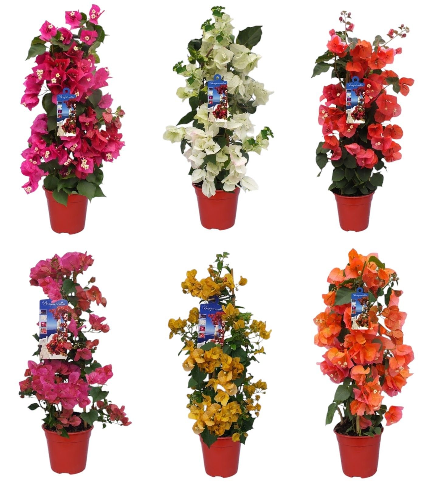 Bougainvillea 'Dania' bamboo PIRAMIDE kleur MIX, D 19